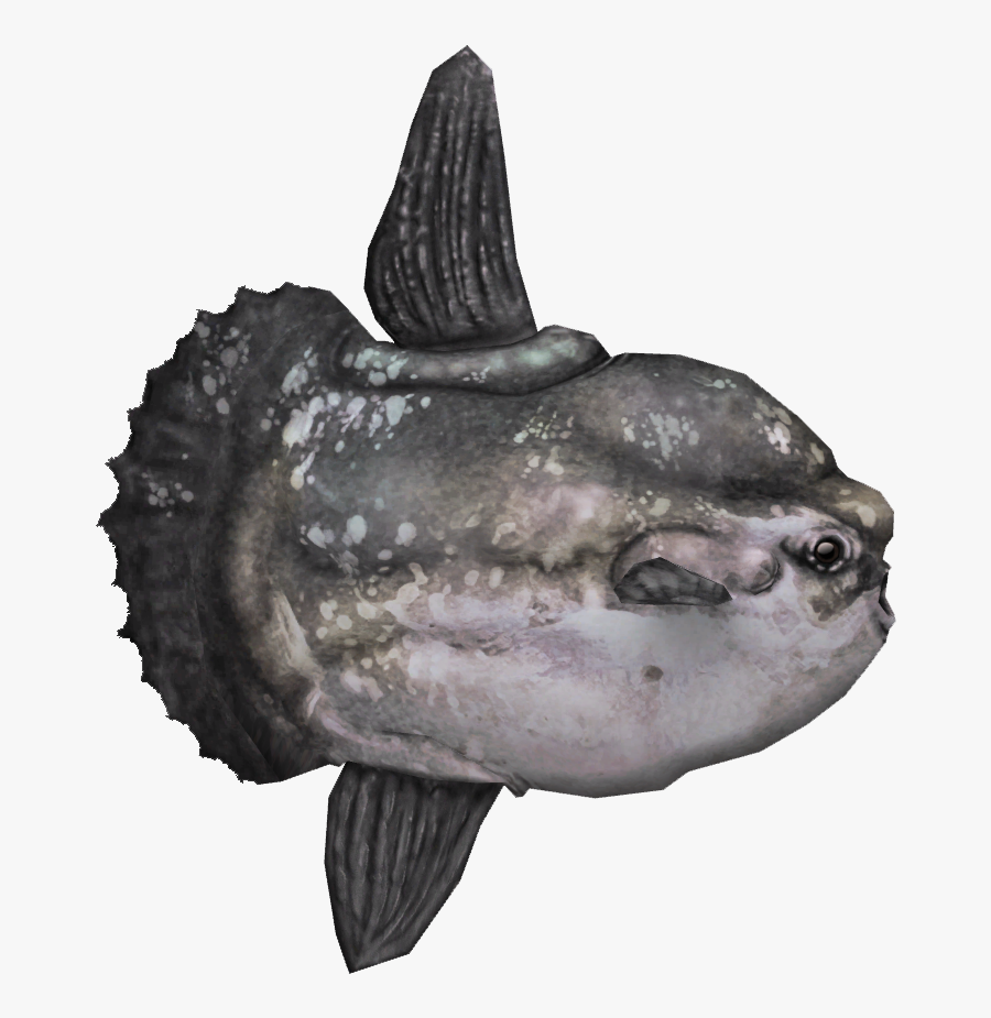 Mola Mola Fish Png , Png Download - Mola Mola Fish Png, Transparent Clipart