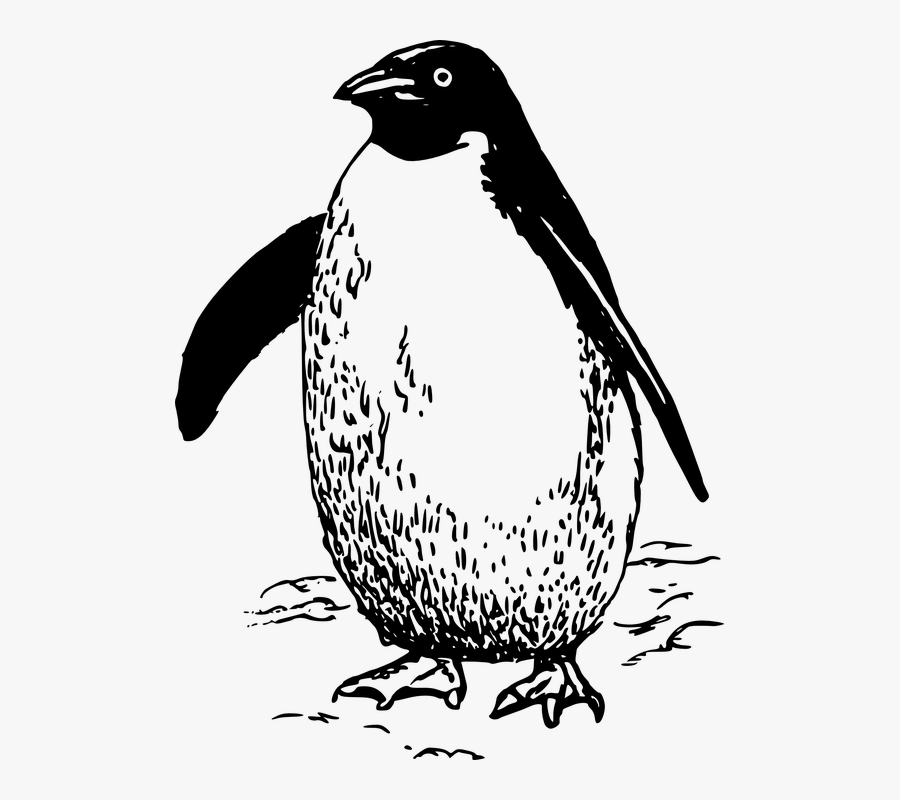 Penguin, Bird, Animal, Waddle, Cold, Snow, Arctic - Penguin Cliparts Black And White, Transparent Clipart