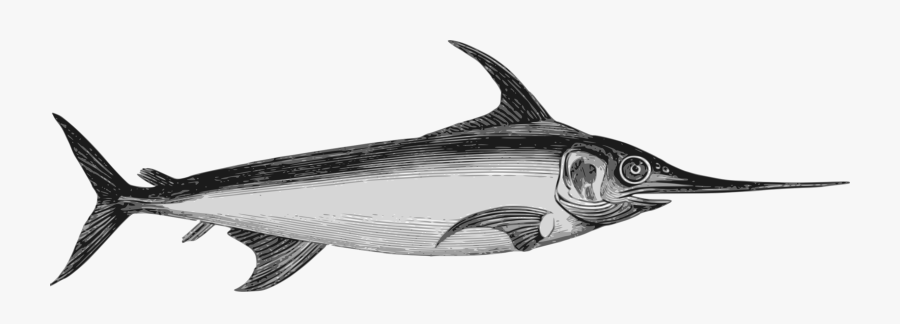 Billfish,shark,marine Biology - Cria De Pez Espada, Transparent Clipart