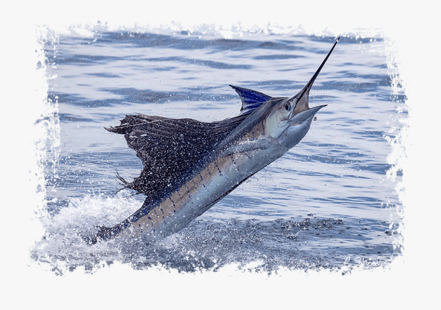 Transparent Marlin Fish Png - Atlantic Blue Marlin, Transparent Clipart