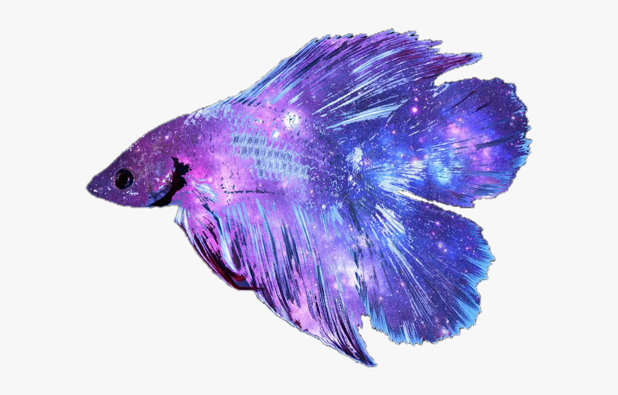 Betta Fish Transparent Background, Transparent Clipart