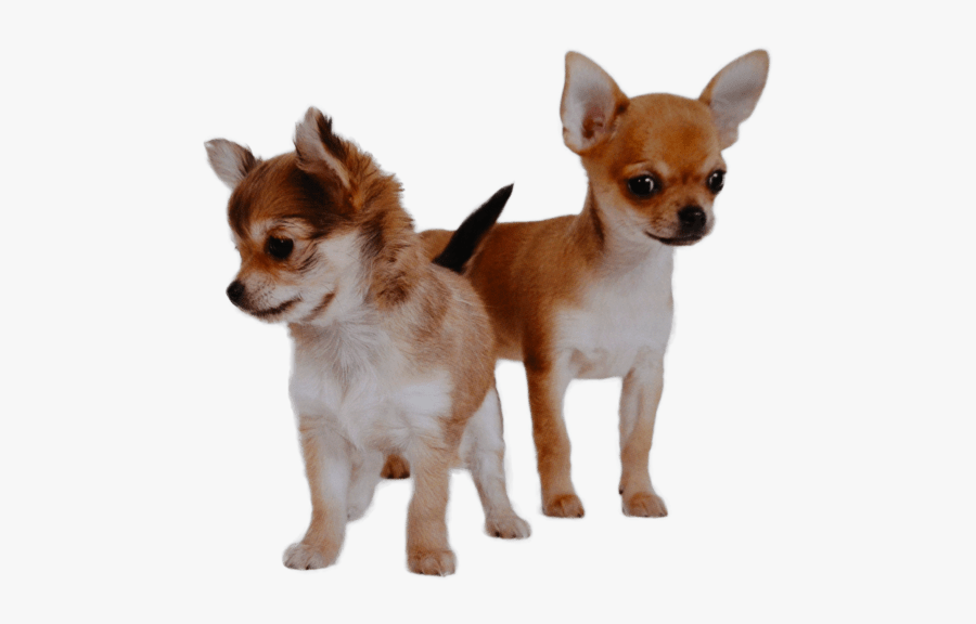 Different Chihuahua, Transparent Clipart