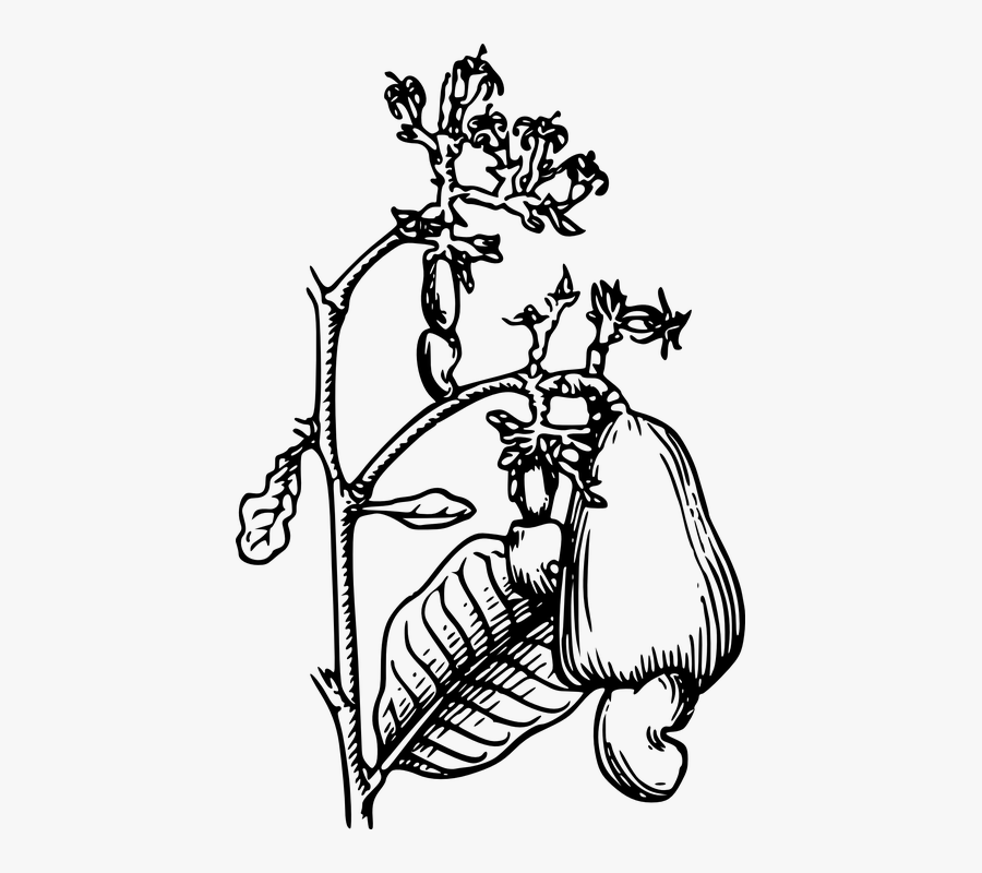 Drawing Of A Cashew Tree, Transparent Clipart