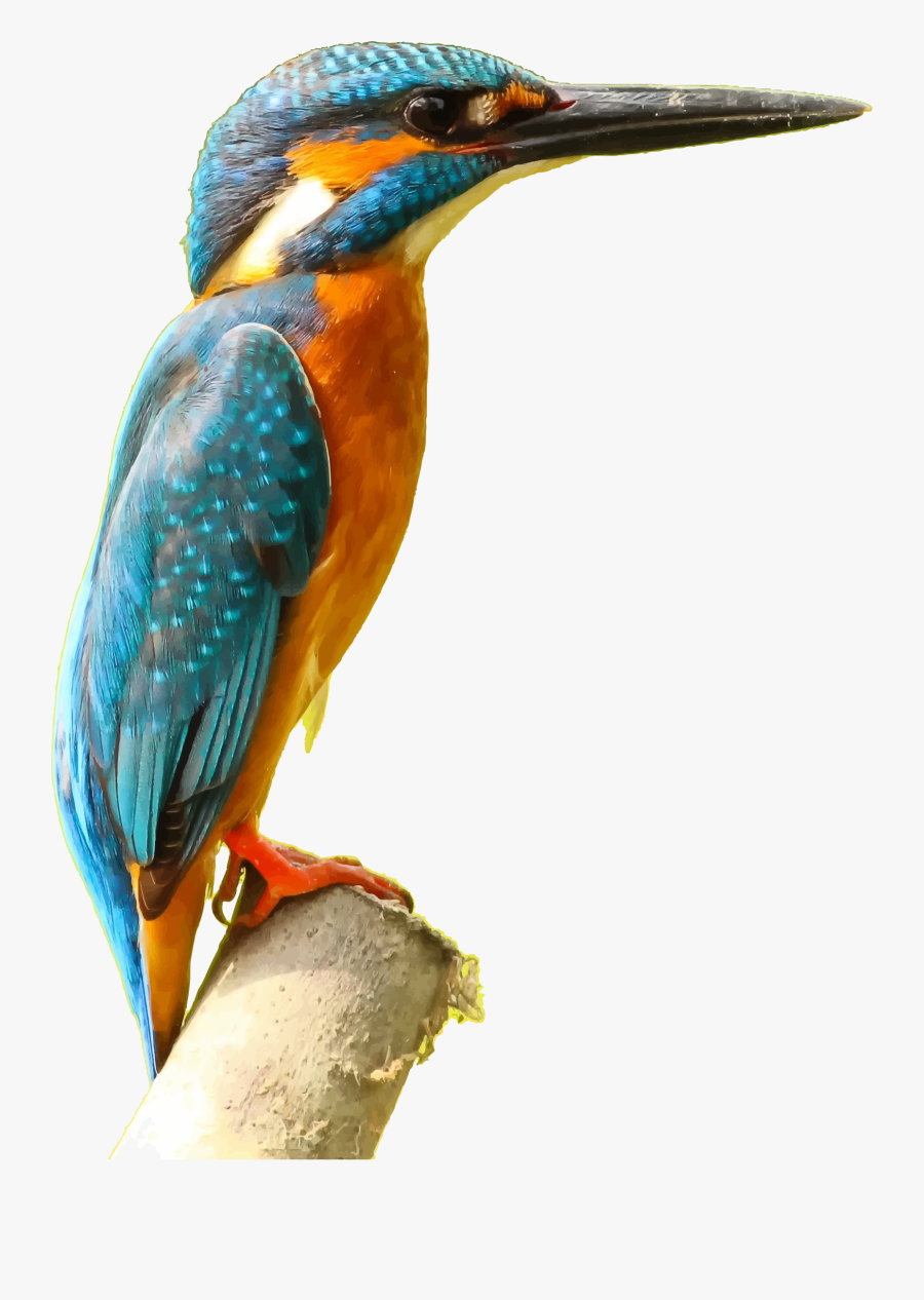 Belted Kingfisher Common Kingfisher Music Download - Step By Step Kingfisher Drawing, Transparent Clipart