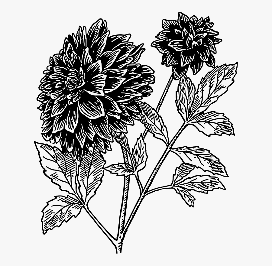 Dahlia - Dahlia Flower Clipart Black And White, Transparent Clipart