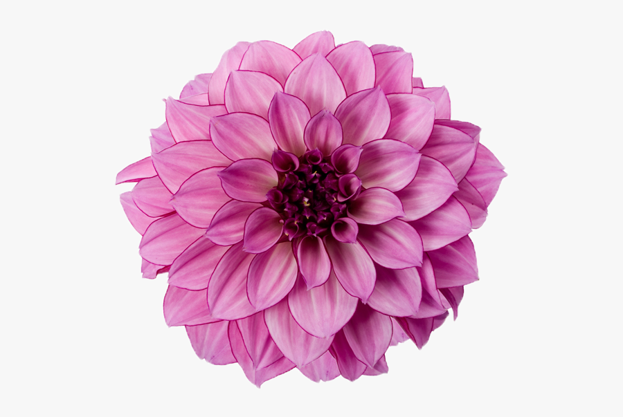 Dahlia Clip Art - Flowers Images Transparent Background, Transparent Clipart
