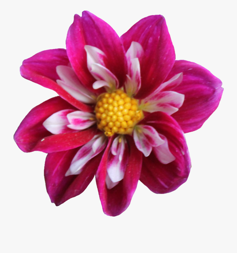 Download Dahlia Png Clipart - Dahlia, Transparent Clipart