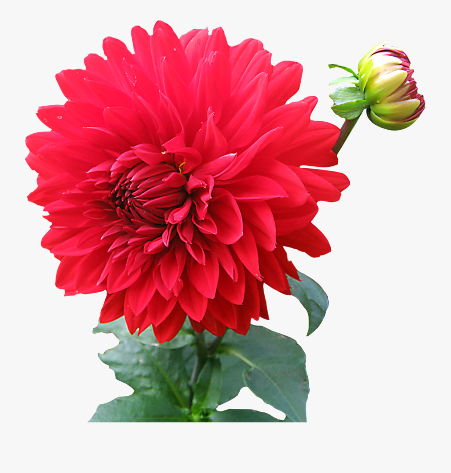 Dahlia Flower Png Image - Flower Png Images Download, Transparent Clipart