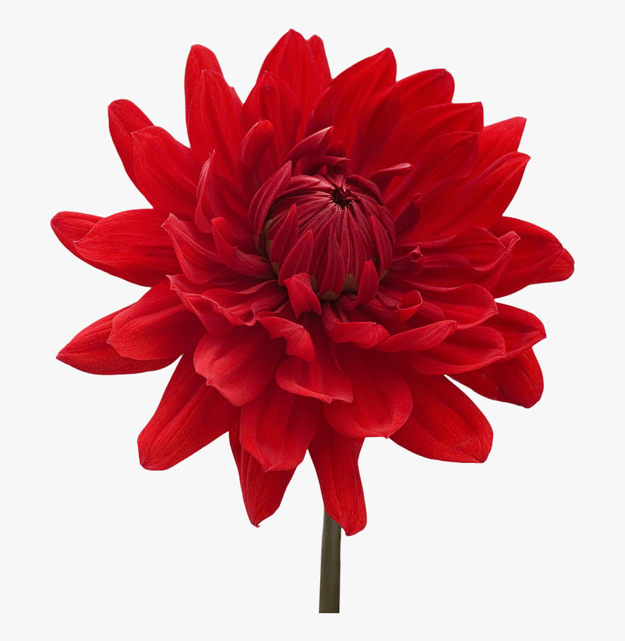 Dahlia Red - Flowers With White Background, Transparent Clipart