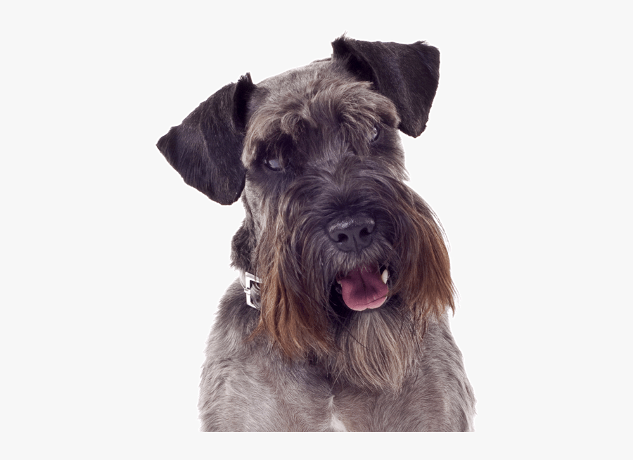 Clip Art Schnauzer Mini - Standard Schnauzer Rescue, Transparent Clipart