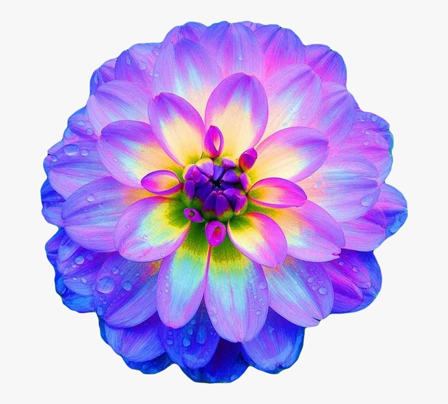 Clip Art Purple Dahlia Bouquets - Gorgeous Flowers, Transparent Clipart