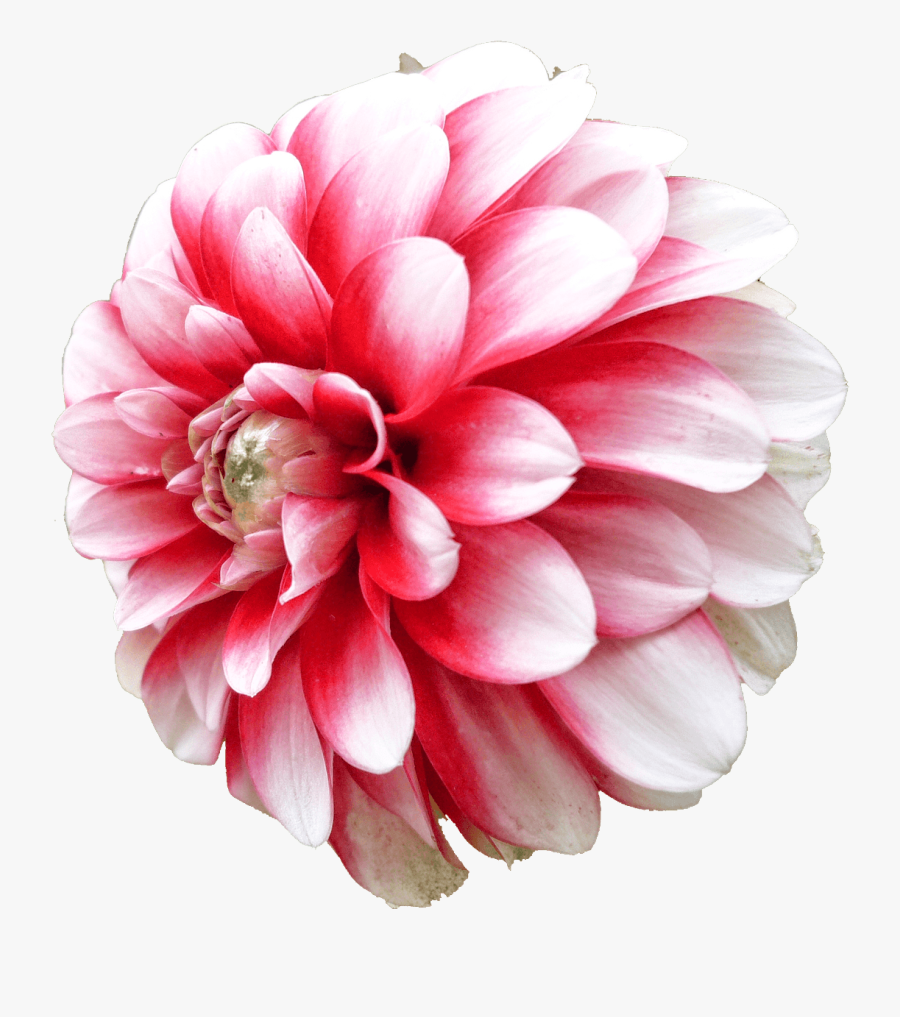 Dahlia White Pink - Red Dahlia White Background, Transparent Clipart