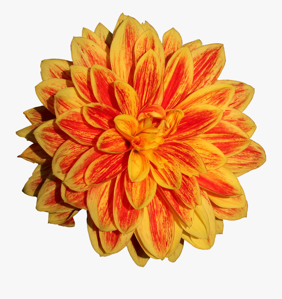 Dahlia Flower Png Image - Orange Yellow Flowers Png, Transparent Clipart