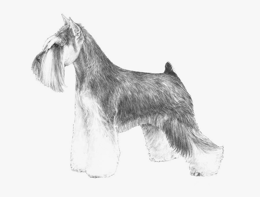 Miniature Schnauzer Standard Schnauzer Giant Schnauzer - Miniature Schnauzer Akc, Transparent Clipart