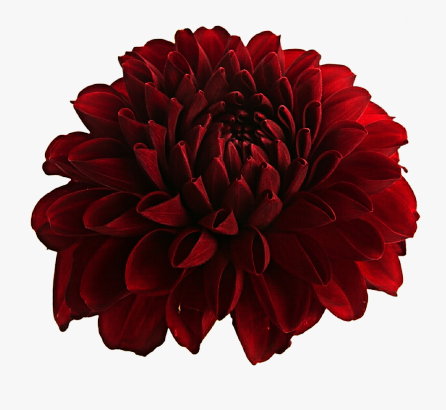 Download Dahlia Png Hd - Red Dahlia Transparent Background, Transparent Clipart