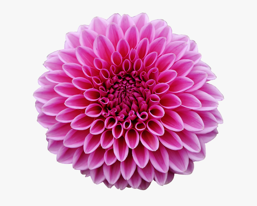 Dahlia Transparent Png, Transparent Clipart