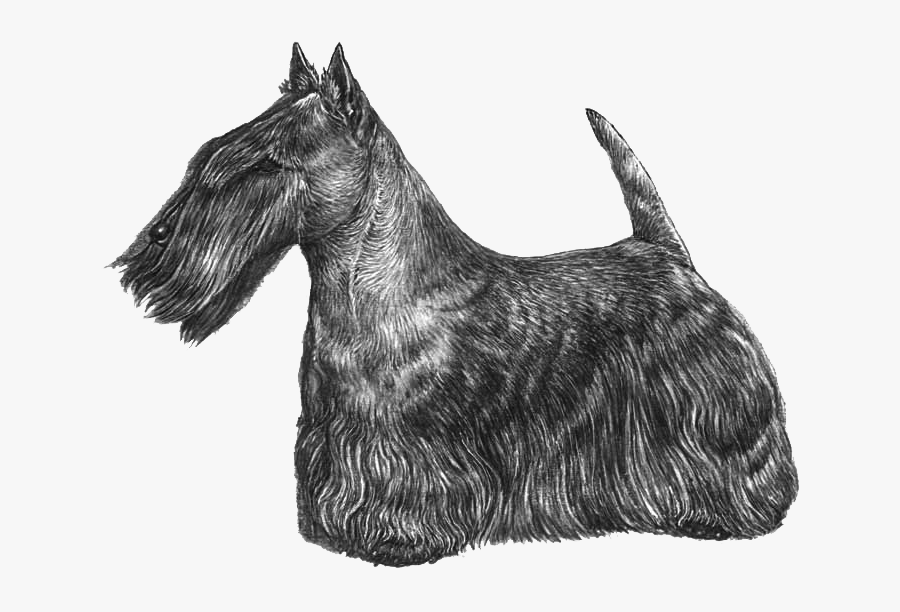 Scottish Terrier Cesky Terrier Cairn Terrier Miniature - Peluqueria Scottish Terrier, Transparent Clipart