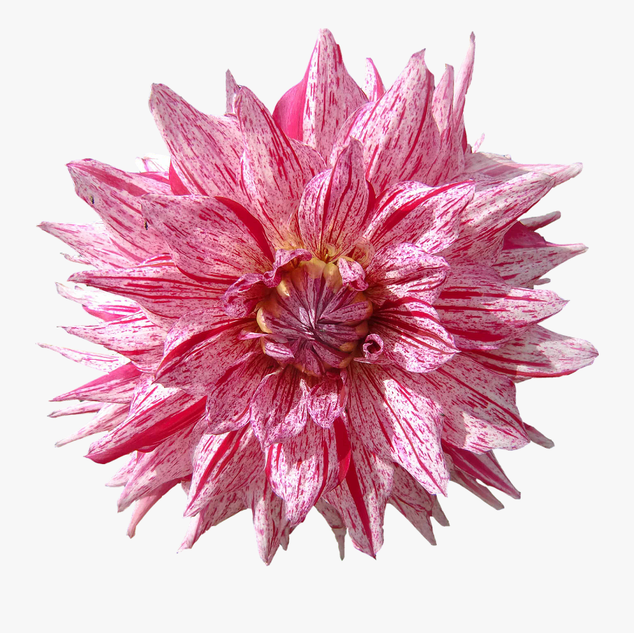 Dahlia Flower Red Png Image - Dual Monitor Flowers Dahlia, Transparent Clipart
