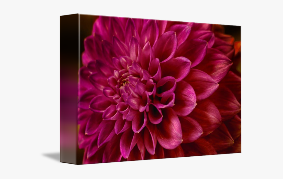 "luscious Pink - Dahlia, Transparent Clipart