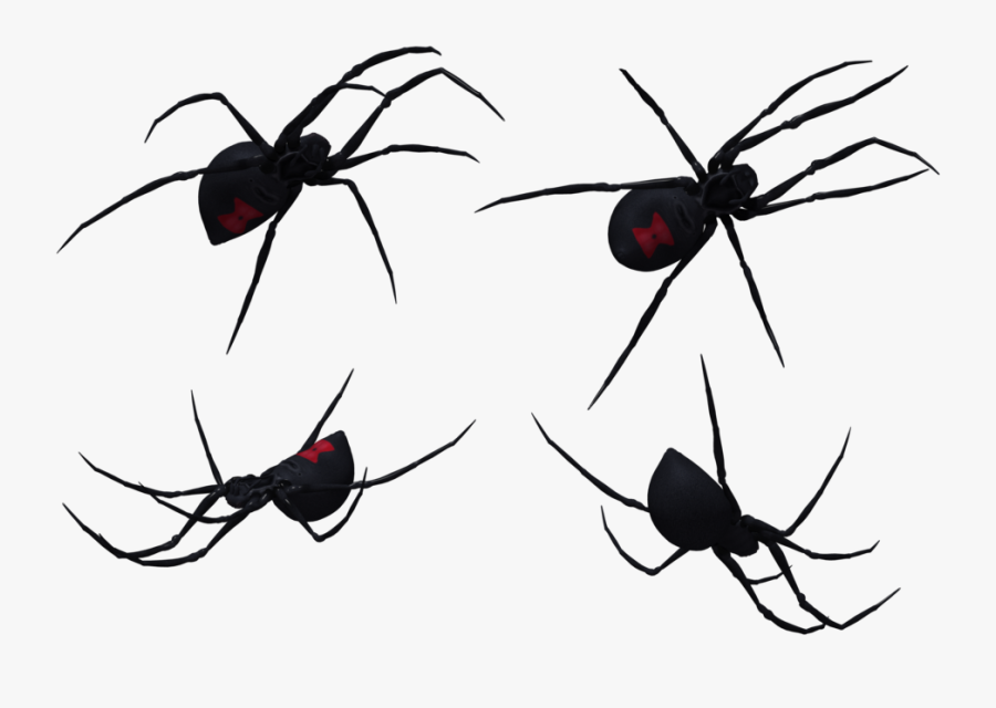 Black Widow Spider Set 05 By Free Stock By Wayne On - Spider, Transparent Clipart