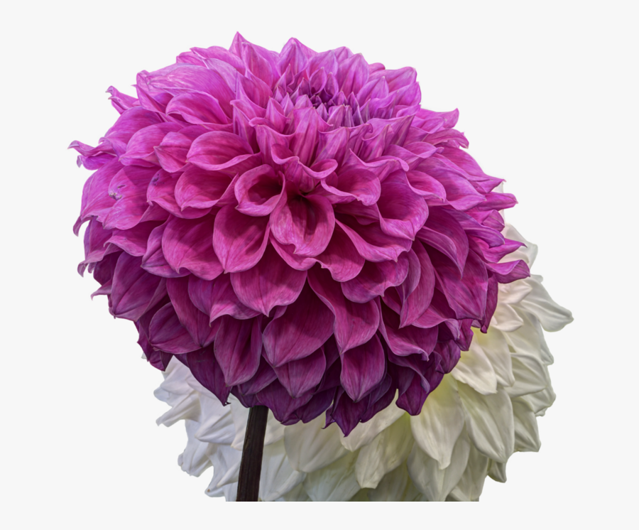 Dahlia Png Pic - Dahlia, Transparent Clipart