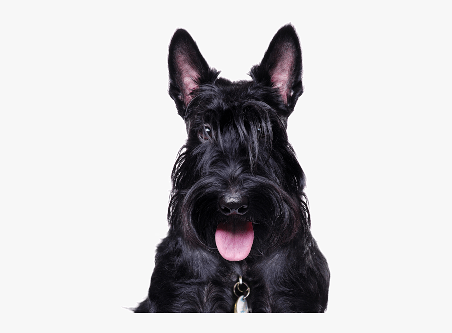 Clip Art Black Terrier Mix - Scottish Terrier Png, Transparent Clipart
