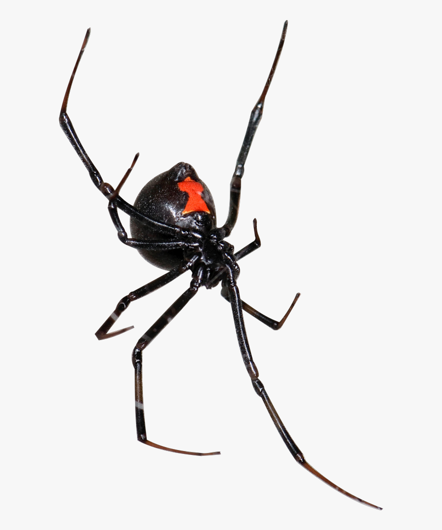 Black Widow - Black Widow Spider Png, Transparent Clipart