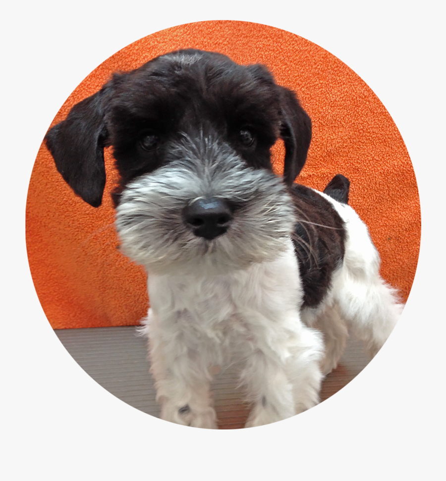 Clip Art Miniature Schnauzer Tibetan Terrier - Wire Hair Fox Terrier, Transparent Clipart