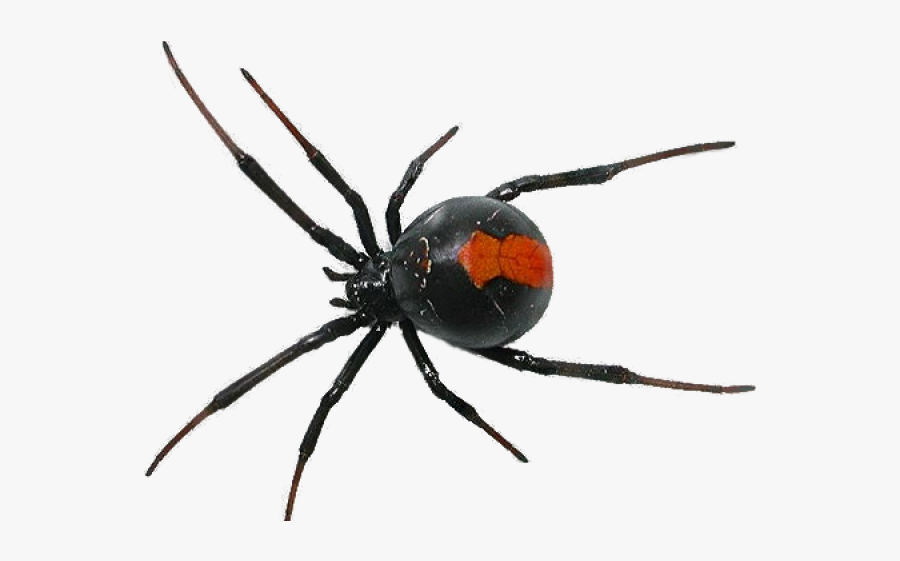 Spider With Red Back Uk, Transparent Clipart