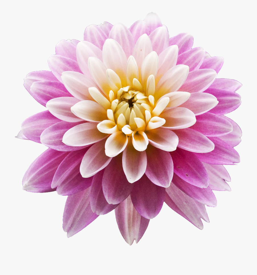 Dahlia Png Transparent Images - Dahlia Png, Transparent Clipart
