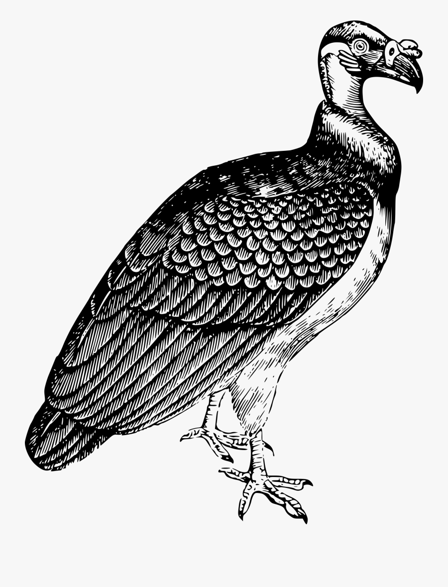 King Vulture Clipart - Outline Of A Vulture, Transparent Clipart
