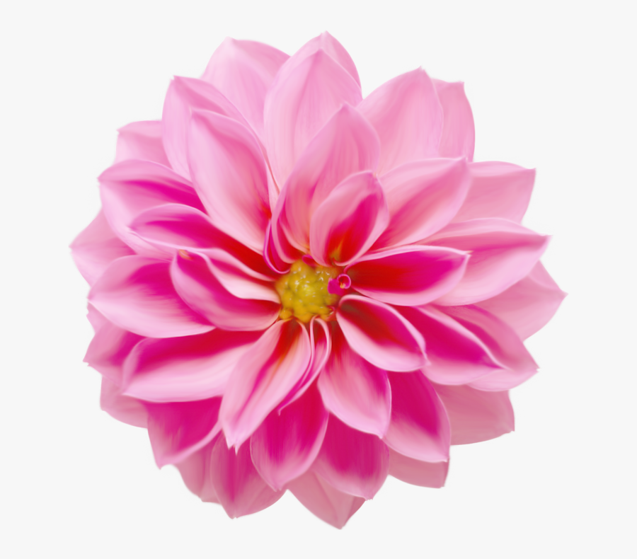 Flower, Transparent Clipart