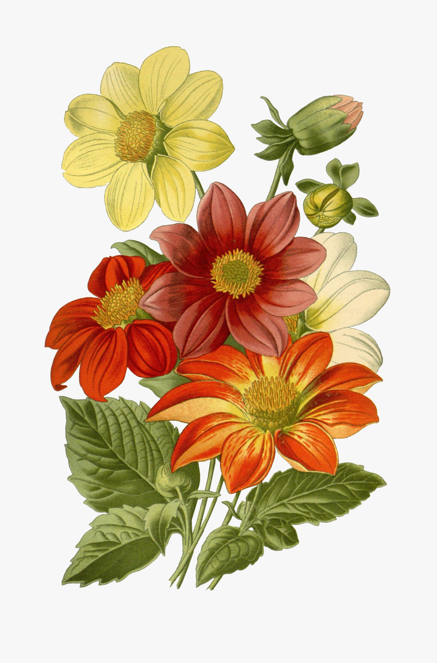 Transparent Vintage Floral Png - Iphone 6 Plus Case Yellow Flowers, Transparent Clipart