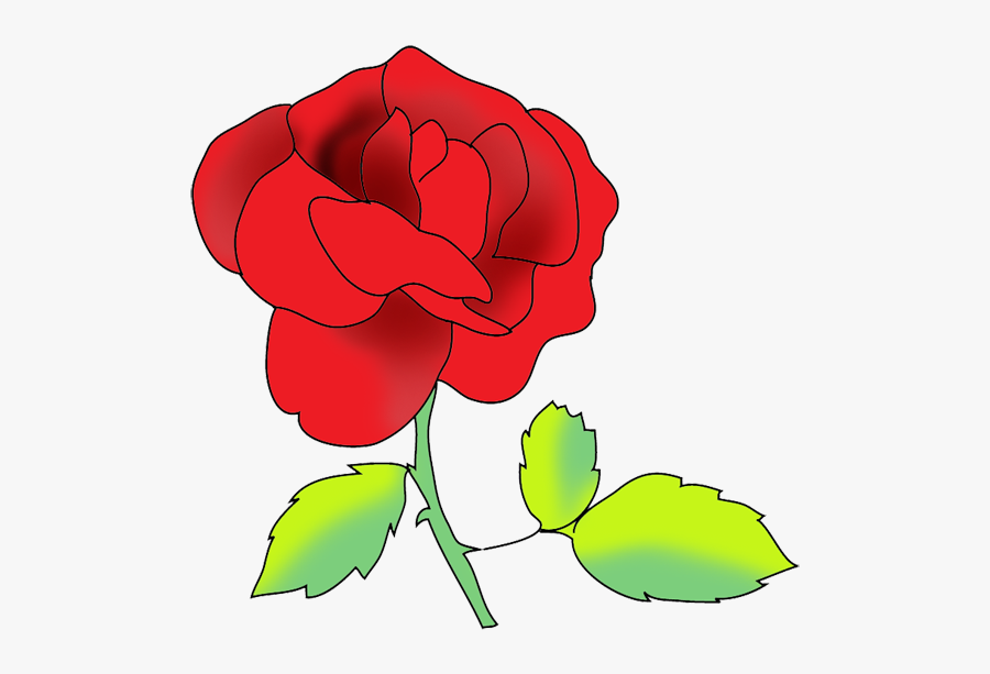 Flower Image Gallery Red Rose - Rose, Transparent Clipart