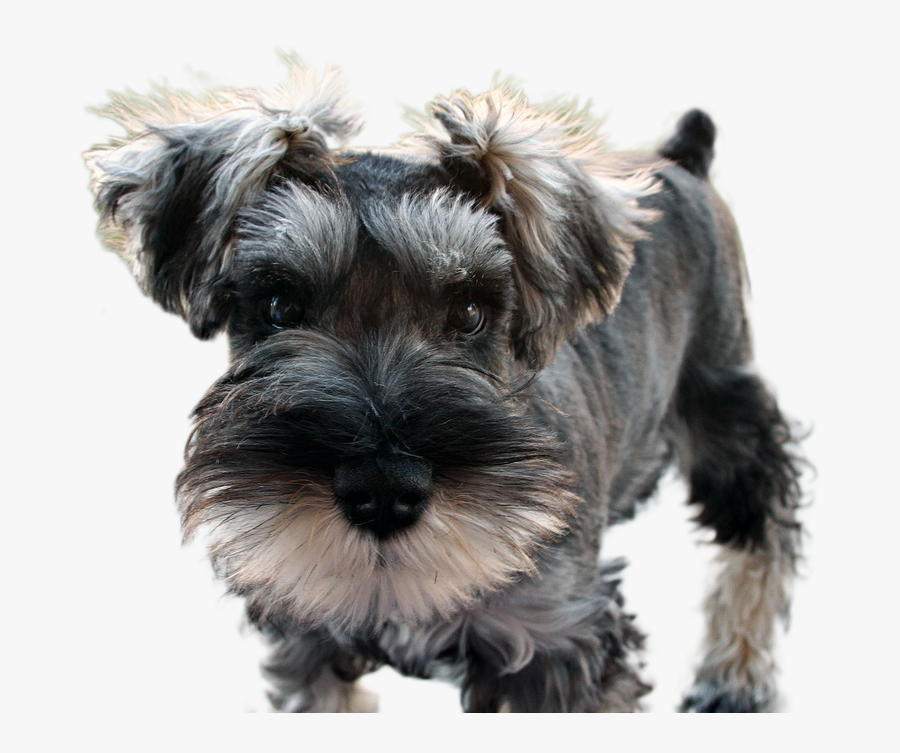 Miniature-schnauzer - Shouser Dog, Transparent Clipart