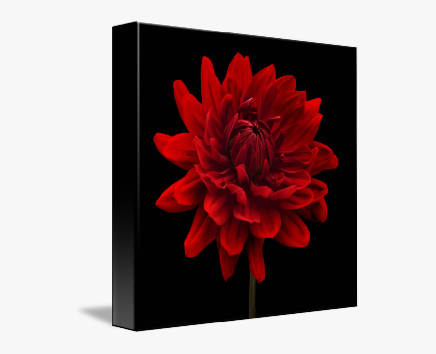 Transparent Dahlia Flower Clipart - Dahlia Flower Black Background, Transparent Clipart