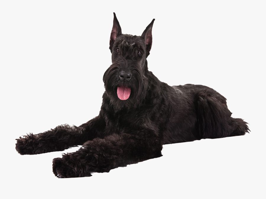 Miniature Schnauzer Scottish Terrier Giant Schnauzer - Schnauzer Large Scottish Terrier, Transparent Clipart