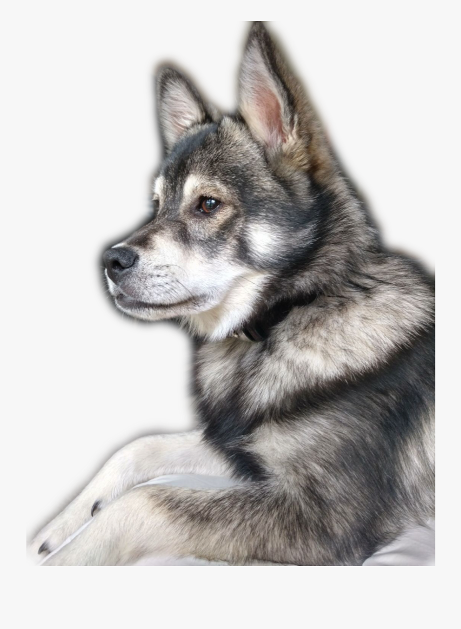 Clip Art Nikko Months Old Our - Jämthund, Transparent Clipart