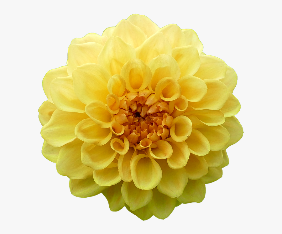 Dahlia Png Transparent Images - Yellow Transparent Flowers, Transparent Clipart