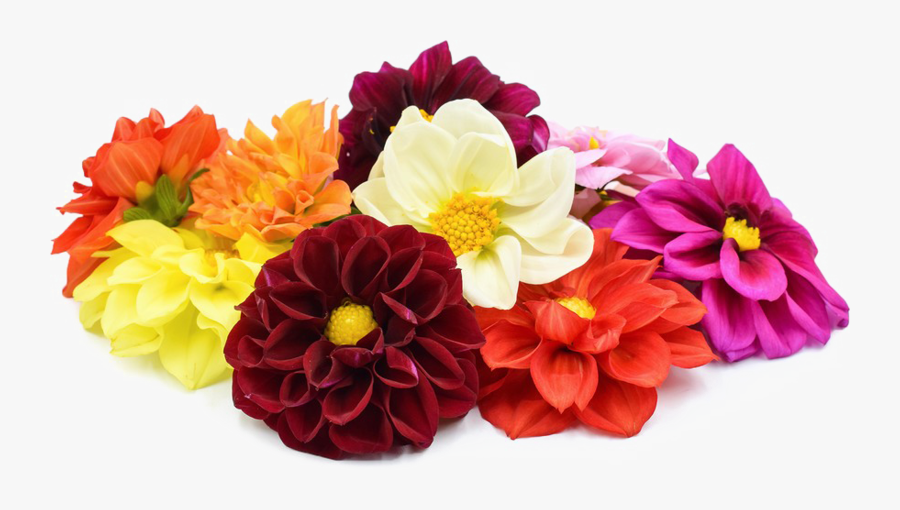 Dahlia Flowers Png, Transparent Clipart