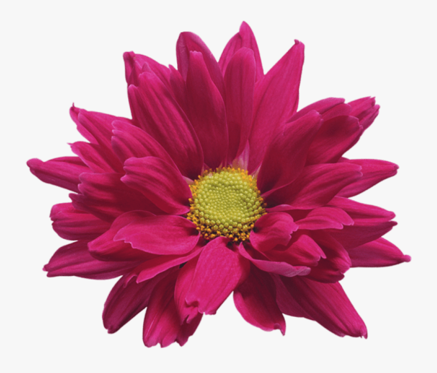 Chrysanthemum Download Free Clipart With A Transparent - Chrysanthemum Red Transparent Background, Transparent Clipart