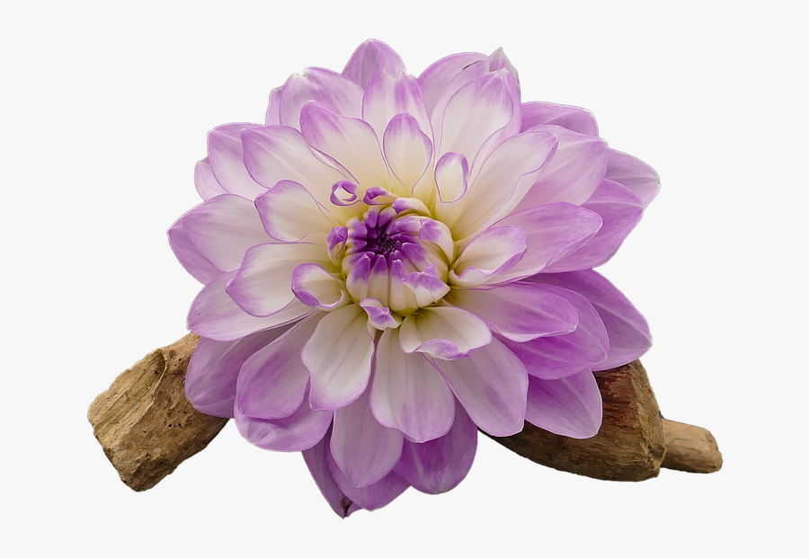 Transparent Dahlia Png - Purple And White Flowers Transparent Png, Transparent Clipart