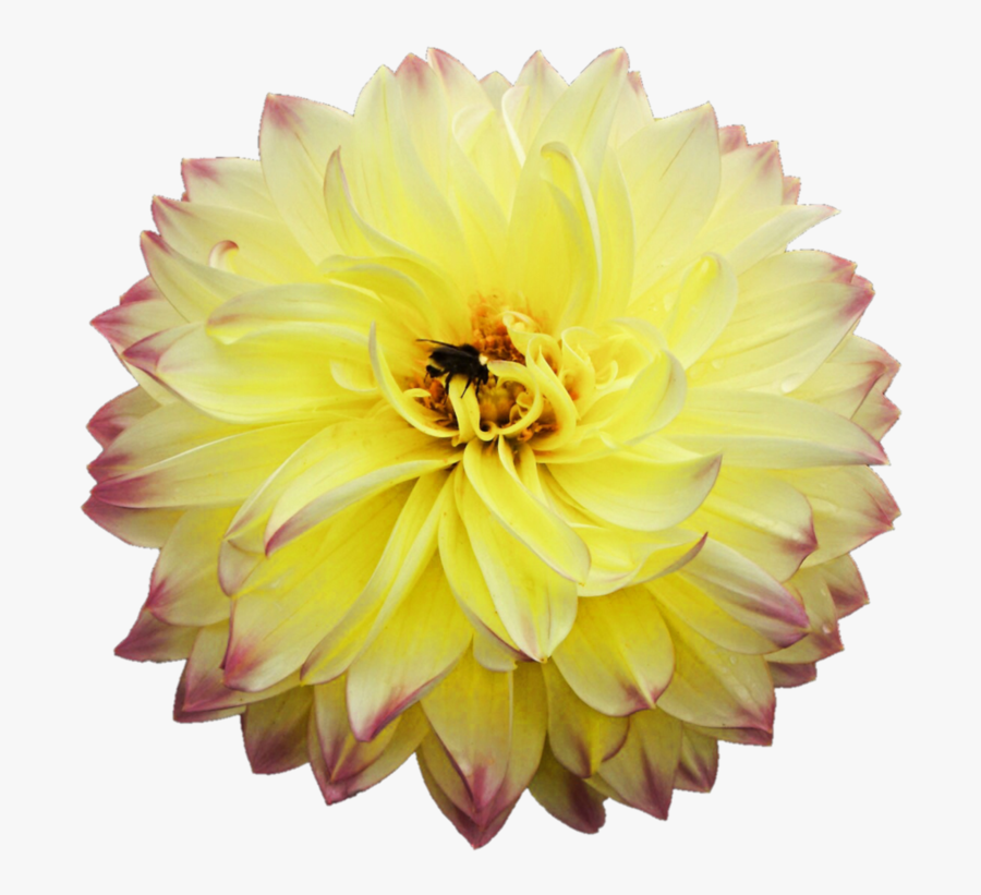 Png Dahlia, Transparent Clipart