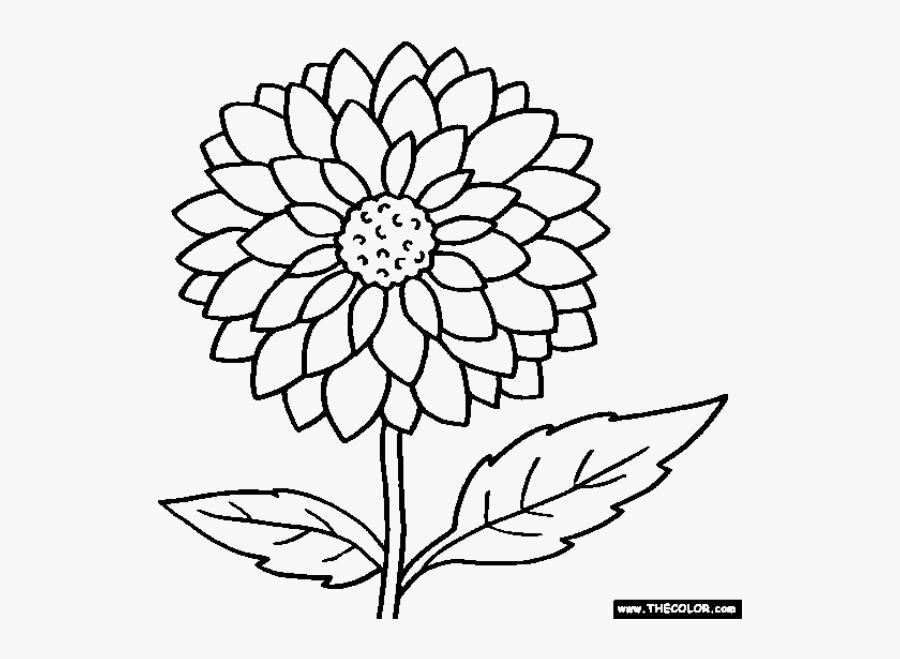 Mobile Com - Marigold Flower Colouring Pages, Transparent Clipart