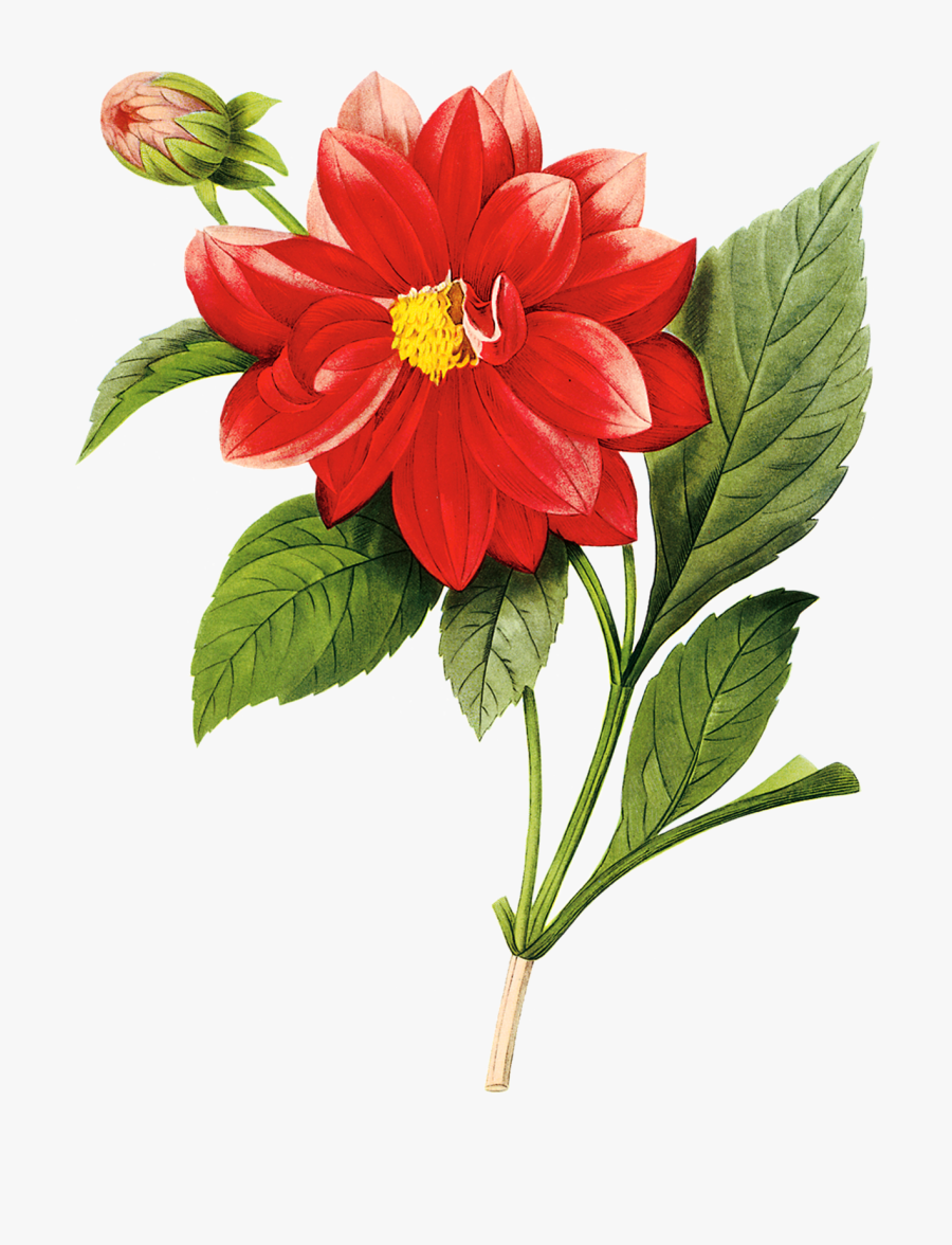 Transparent Flores Vintage Png - Botanical Flower Drawing Png, Transparent Clipart