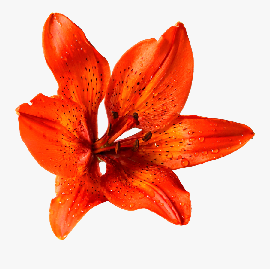 Orange Flowers Png - Transparent Background Orange Flowers Png, Transparent Clipart