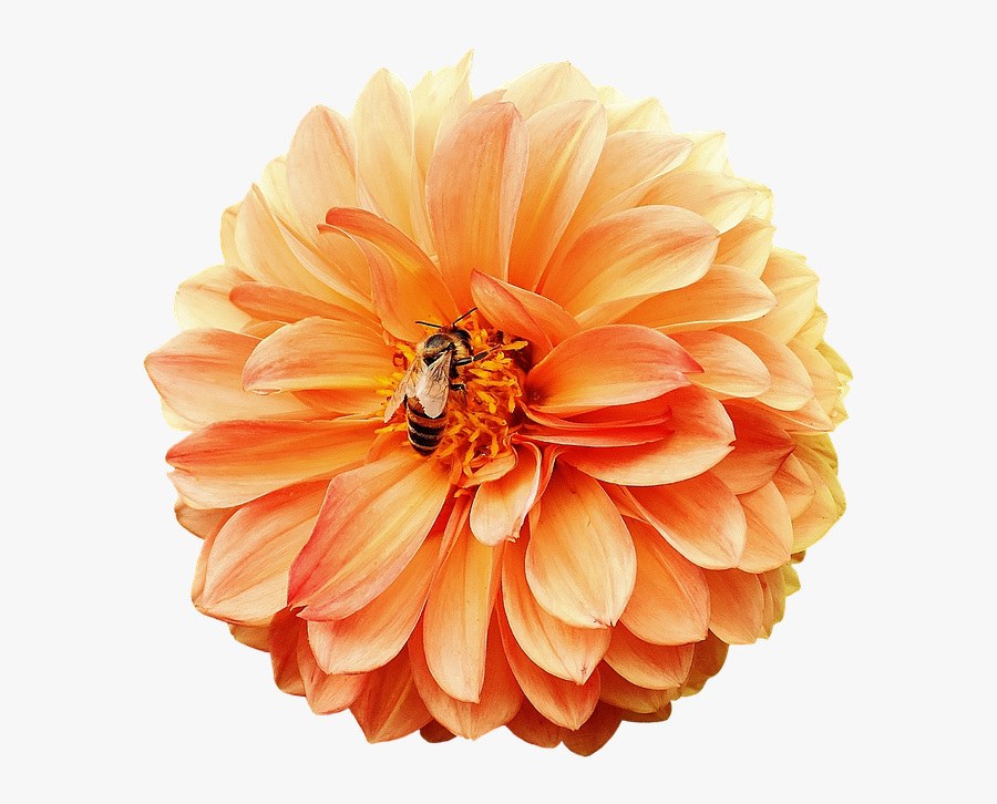 Dahlia, Dahlias, Bees, Autumn, Asteraceae - Dahlia Dahlias, Transparent Clipart