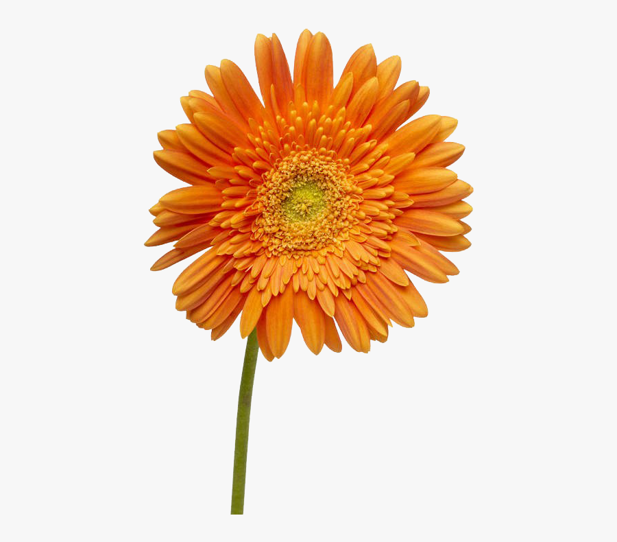 Dahlia Flower Png Image - Row Of Flowers, Transparent Clipart