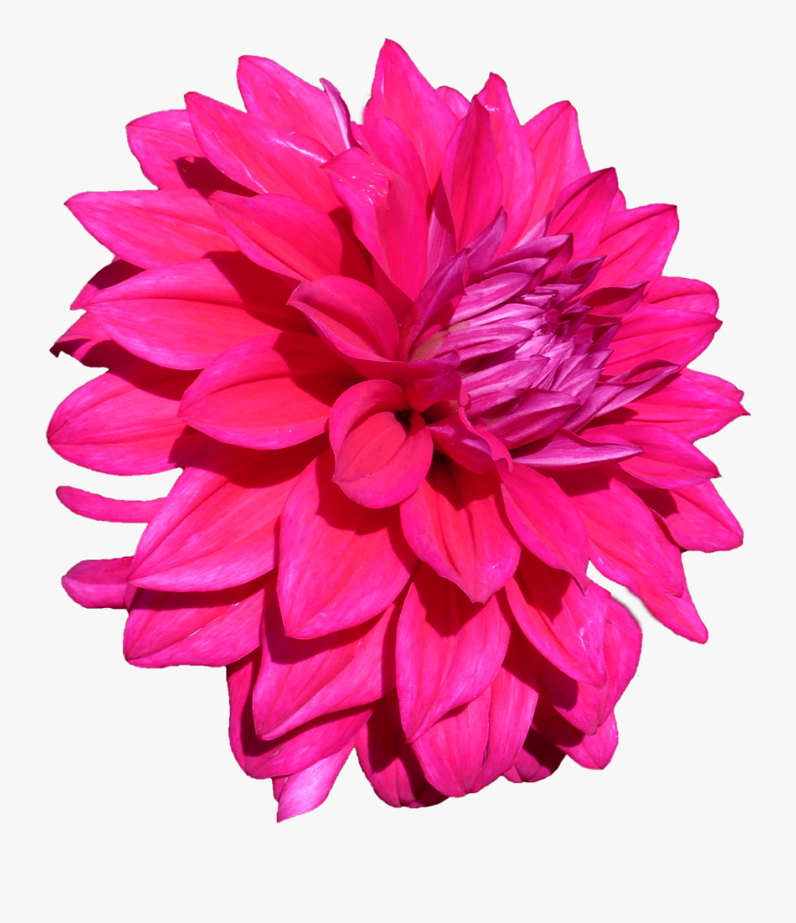 Dahlia - Flower With Clear Background, Transparent Clipart