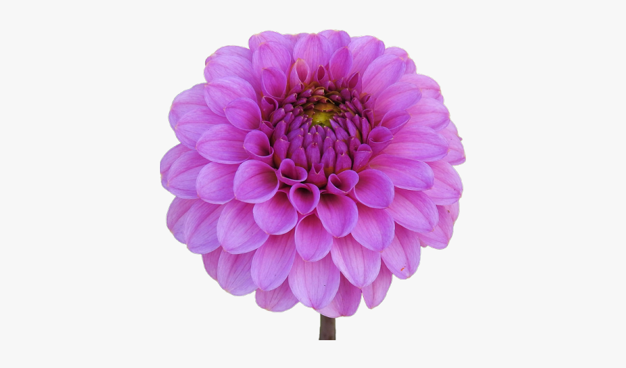 Dahlia Png Transparent Images - Png Bunga Dahlia Cartoon, Transparent Clipart